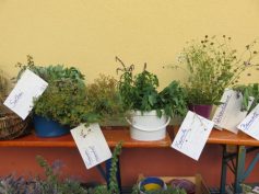 k1024_weihbuschelbinden-14-08-2017-8
